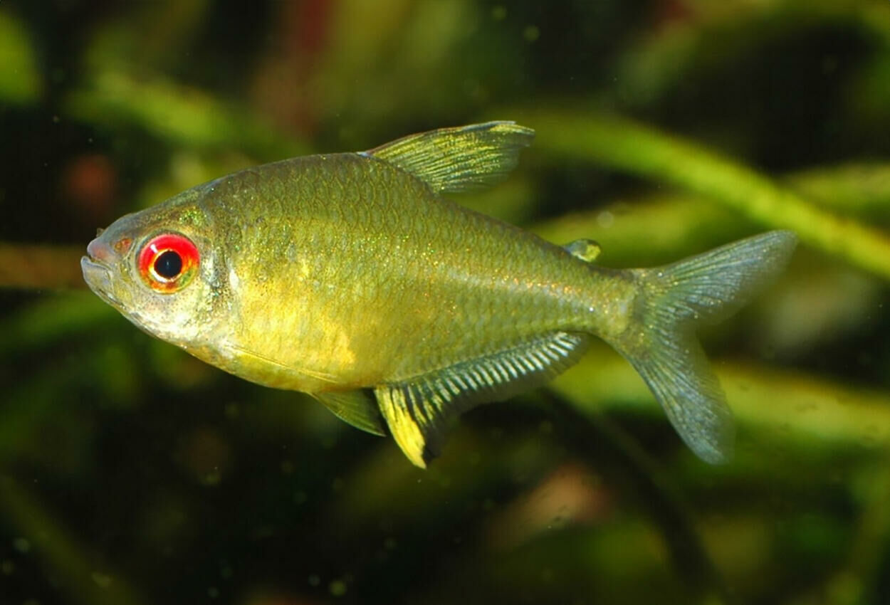 Imagem do Tetra Limão